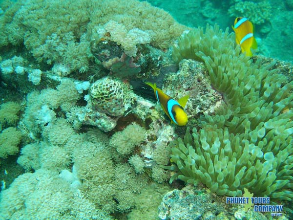 Similan Islands 2 Dives Tour